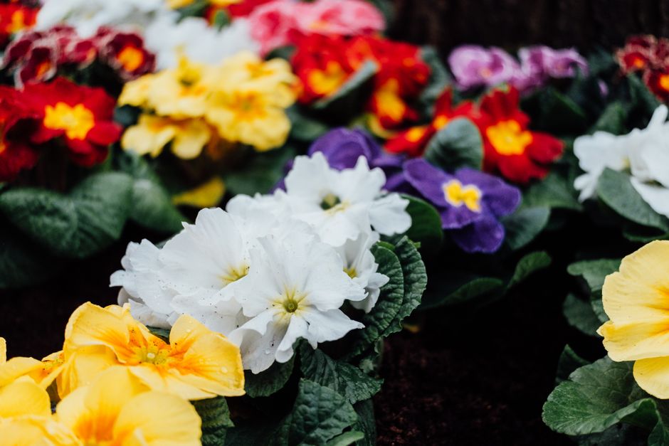 A close-up view of a variety of primrose flowers in a floral bed, featuring bright yellow, white, purple, and red blossoms with delicate petals and vibrant yellow centers. The flowers are nestled amon