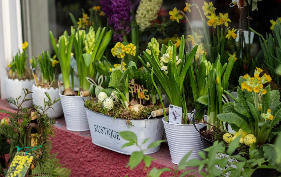 A row of potted flowering plants placed on a red brick ledge outside a shop window. The plants feature yellow primroses, white hyacinths, and purple hyacinths, with some decorative Easter eggs nestled