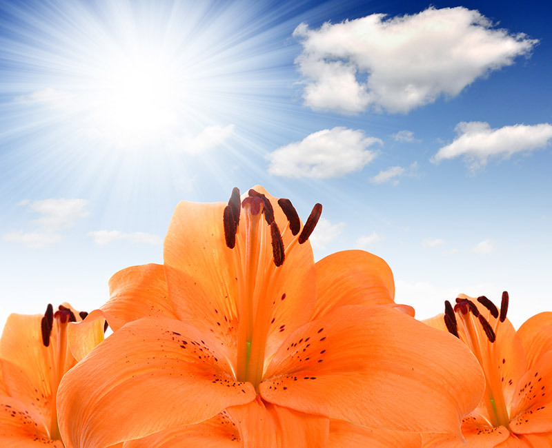 flower shops bouquets