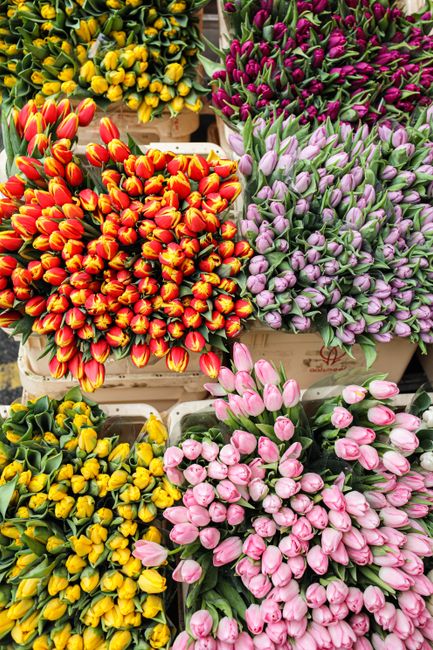A vibrant display of freshly cut tulips arranged in separate groups, each showcasing different colors: bright yellow with hints of orange, deep magenta with green stems, vivid red and yellow striped t
