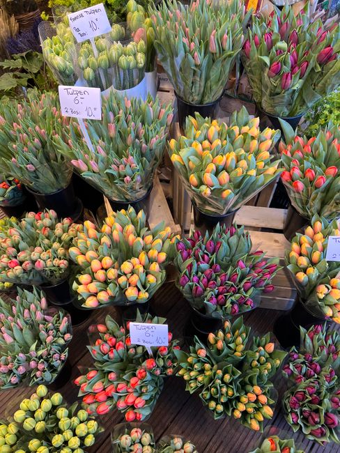 A display of various potted flower bouquets featuring tulips in shades of pink, yellow, orange, and red, with some buds still closed and others partially open, showcasing vibrant colours and lush gree