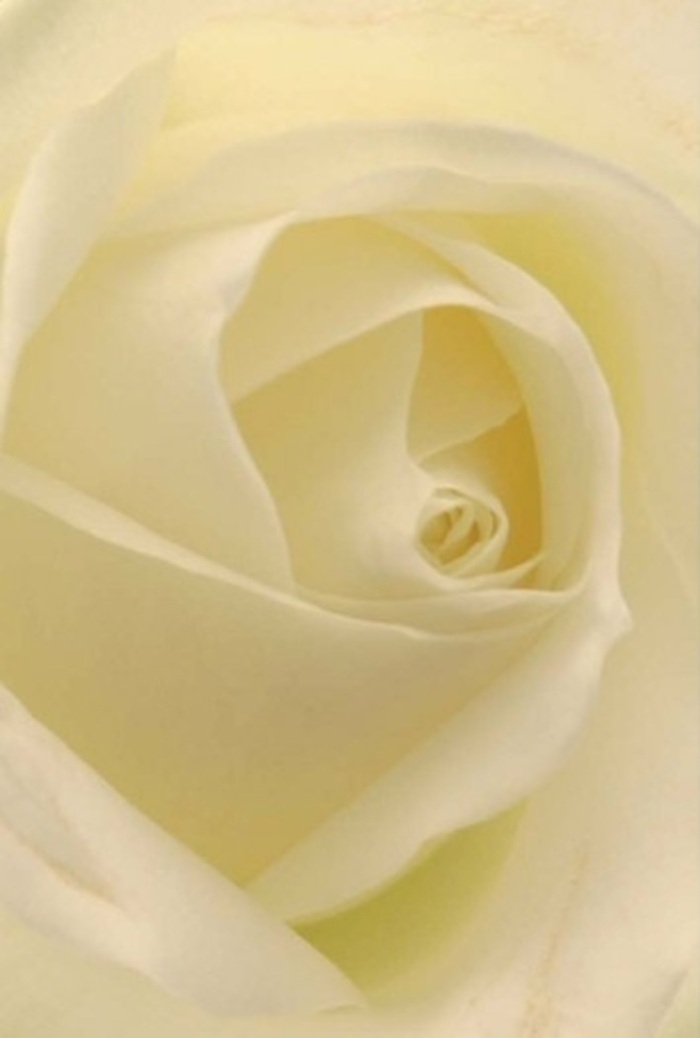 Viewed from just above, this classic white rose radiates stillness and depth, each creamy, multi-layered petal arranged in a spiral so precise it calls to mind the deliberate hand of Chalk Farm's artisan florists. Light drifts softly through every fold, bathing the rose in a serene glow that echoes quiet mornings along Gloucester Avenue or the tranquil energy of Chalcot Square. Hues transition gently from pure white at the tip to warm, buttery cream near the center, while subtle shadows lend dimension and quiet sophistication to the bloom. This floral arrangement is perfect for significant occasions-a heartfelt apology, a wedding celebration, or an expression of remembrance to be delivered with care throughout the Chalk Farm area. The imagined scent is refined and airy, a subtle promise of renewal and sincerity. Lovingly presented by Chalk Farm Flowers, this rose bouquets encapsulate refined local craftsmanship and genuine emotion for every milestone in the Chalk Farm community.